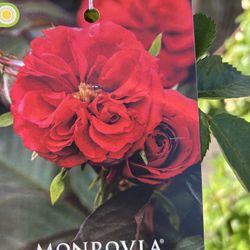 Beautiful 5ft Climbing Rose 🌹 