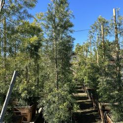 Huge Podocarpus Privacy Hedge