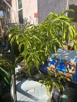 Fruit plants