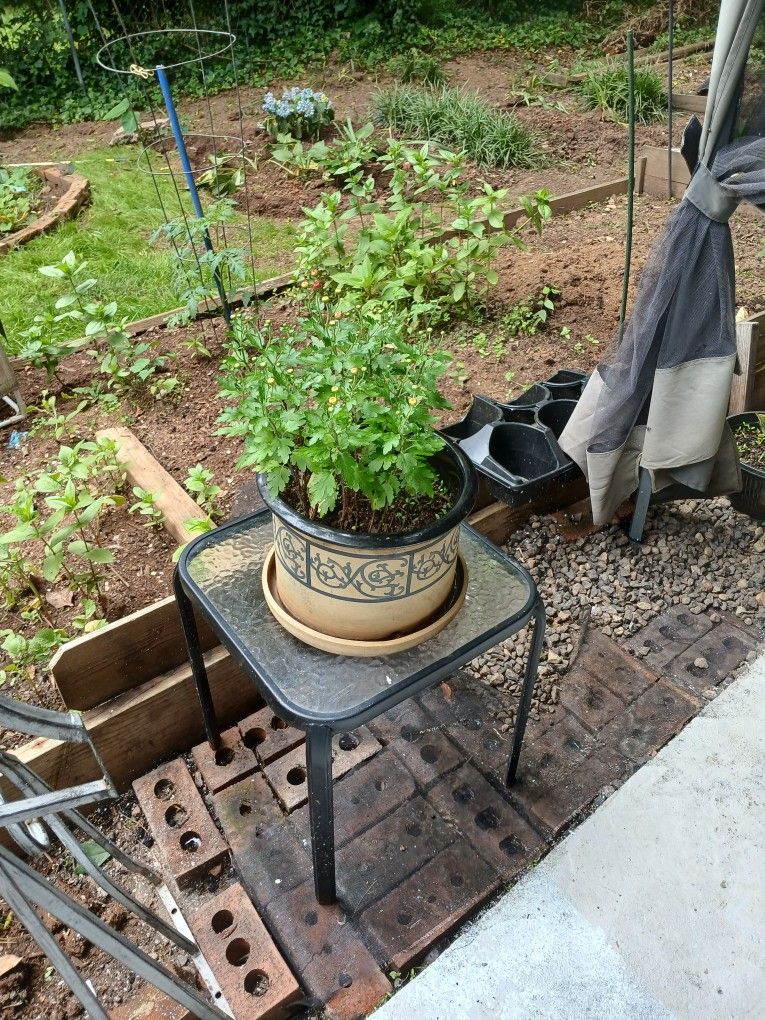 Plant In Pot With Small Glass Table 15