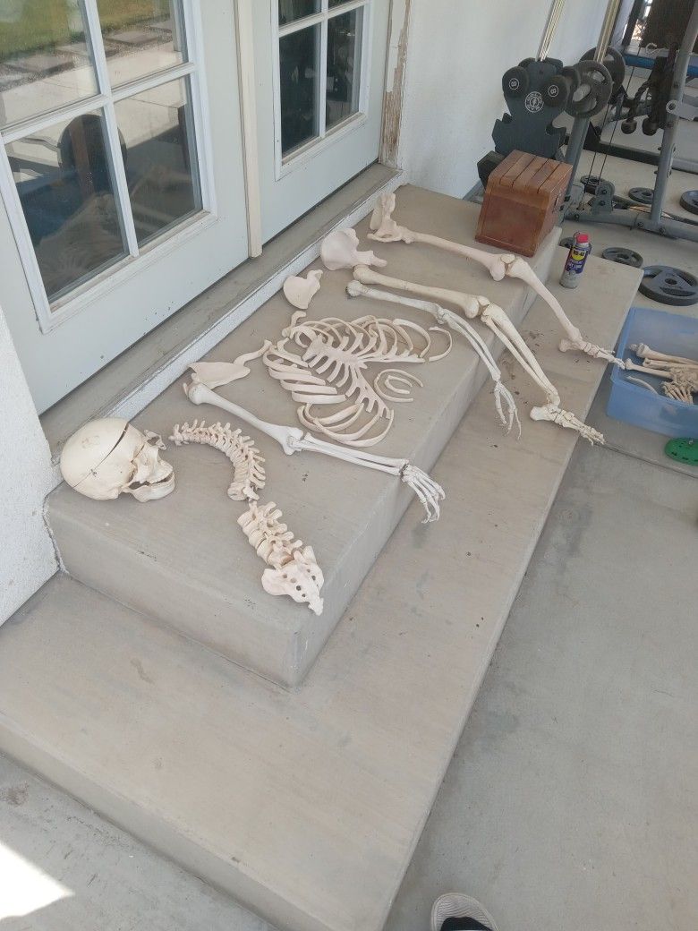 Anatomy Skeleton