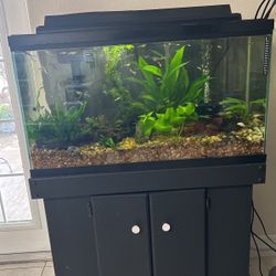 40 Gallon Breeding Fish Tank