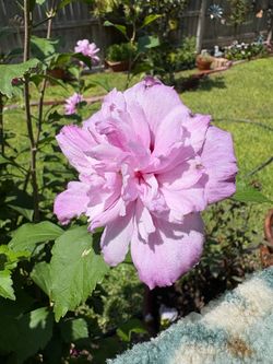 Double Purple Altea Plants for sale in potted containers