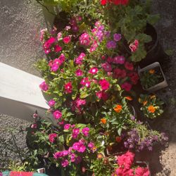 Plants And Flowers Variety Lot Of 50
