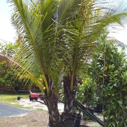 SALE! BEAUTIFUL COCO PALM FOR SALE