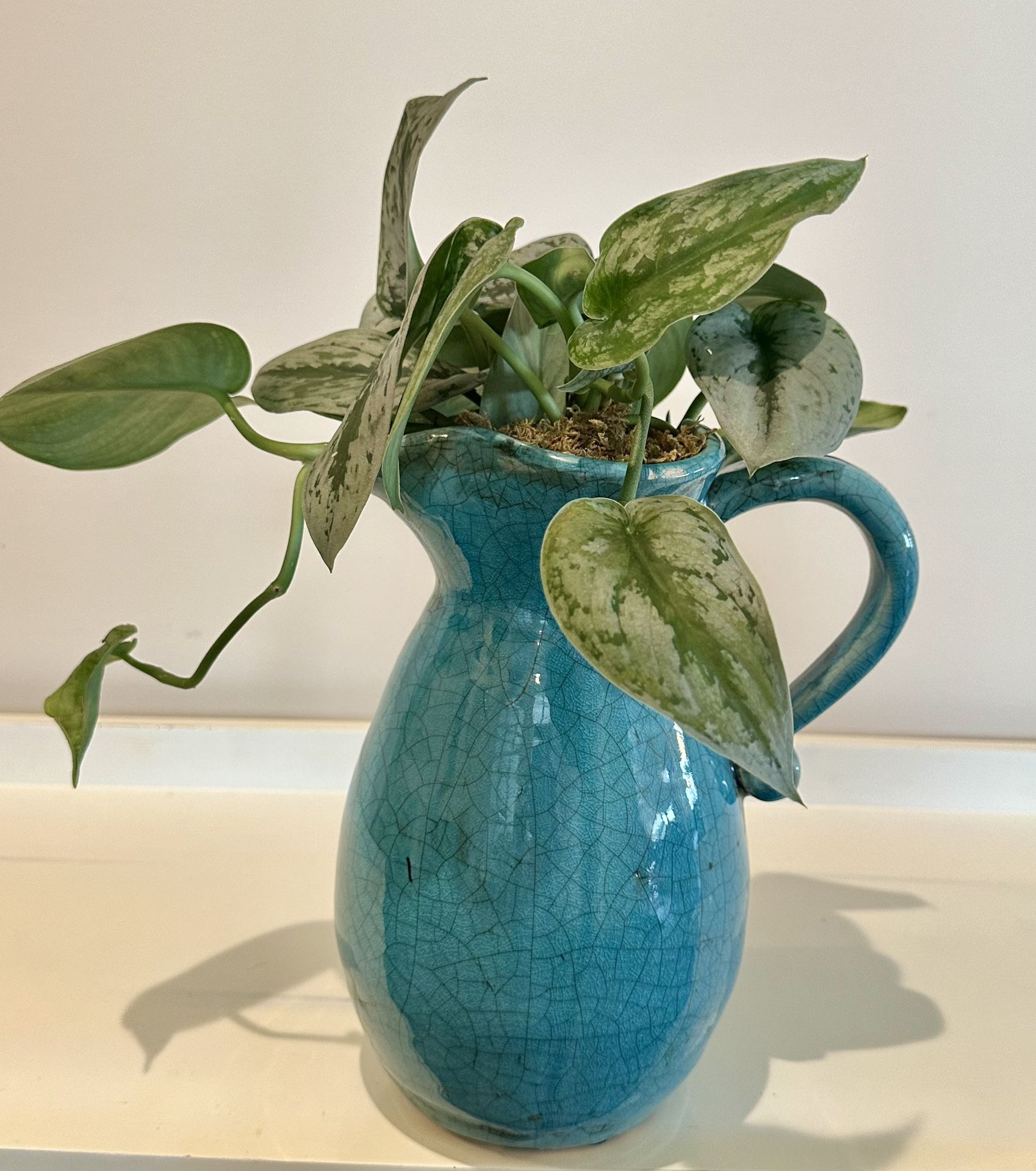 Live Scindapsus Pictus (Also Called Silver SatinPothos In Distressed /Crackled Blue Glass Vase