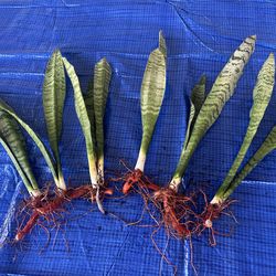Snake plants