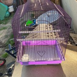 Bird Cage 
