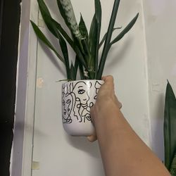Snake Plant, Plant In Pot 