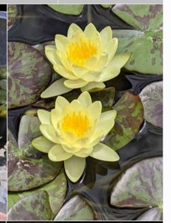 Water Lilly Plant $25 for each pot has flower on now