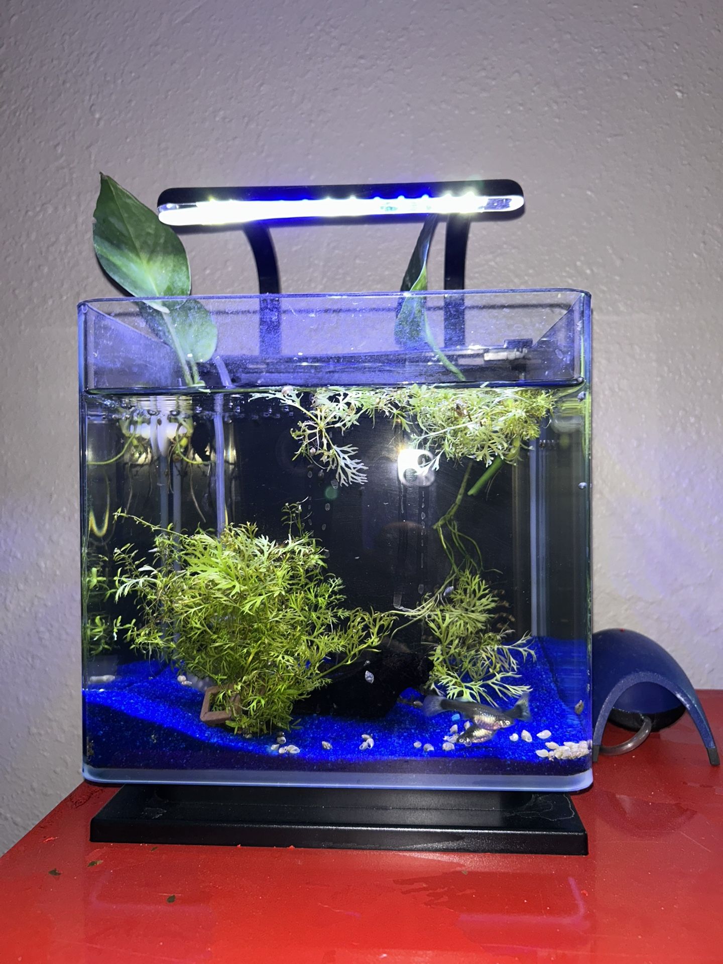 Fish Tank With Everything Included