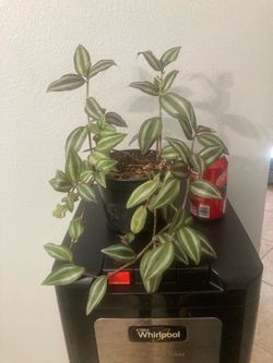 Tradescantia Zebrina