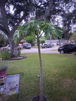 Planta de papaya