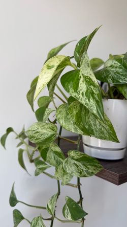 Marble Queen Pothos