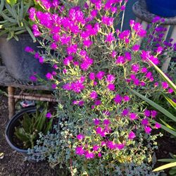 $25. Large Pink Ice Plants/ 2 Kinds