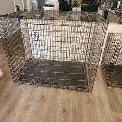 Extra Large Dog Create 