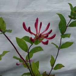 Honeysuckle Vine Purple And Gold Flowers Organicaly Grown