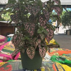 Hypoestes Pink - 1 Gallon