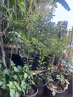 Black Cobra Chile Plants