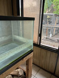 Fish Tank for Chicks