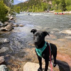 Small Ruffwear Dog Harness