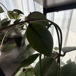 Hoya Aceh Goma top cut mid