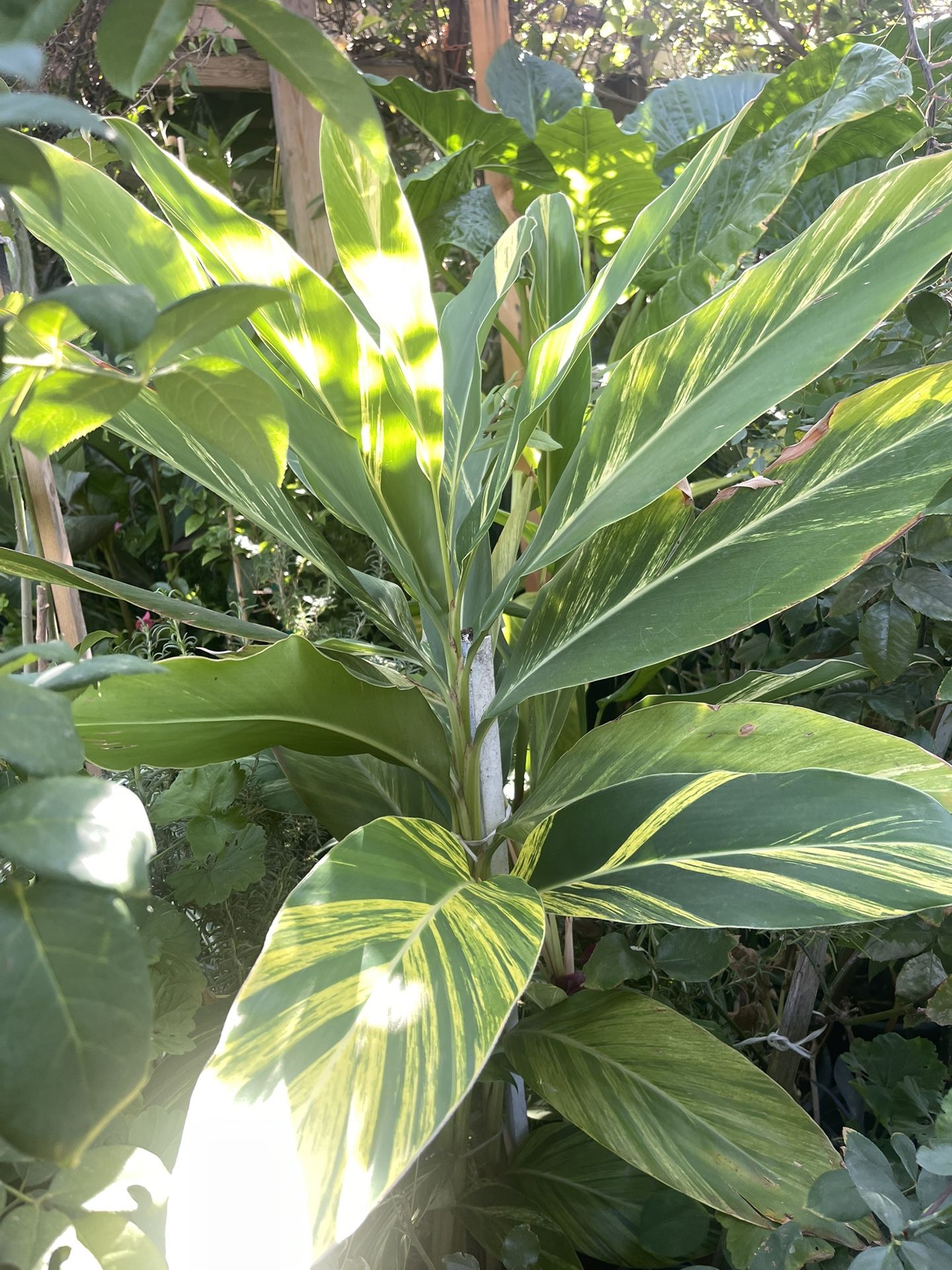 She’ll Ginger 4ft Tall