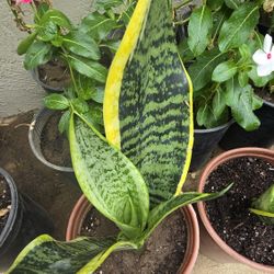 Snake Plant 