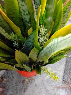 Large 40" Blooming Snake Plant in 13" Ceramic Pot