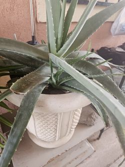 Big Ole Savila Plant 🪴 ( Aloe Vera Plant)