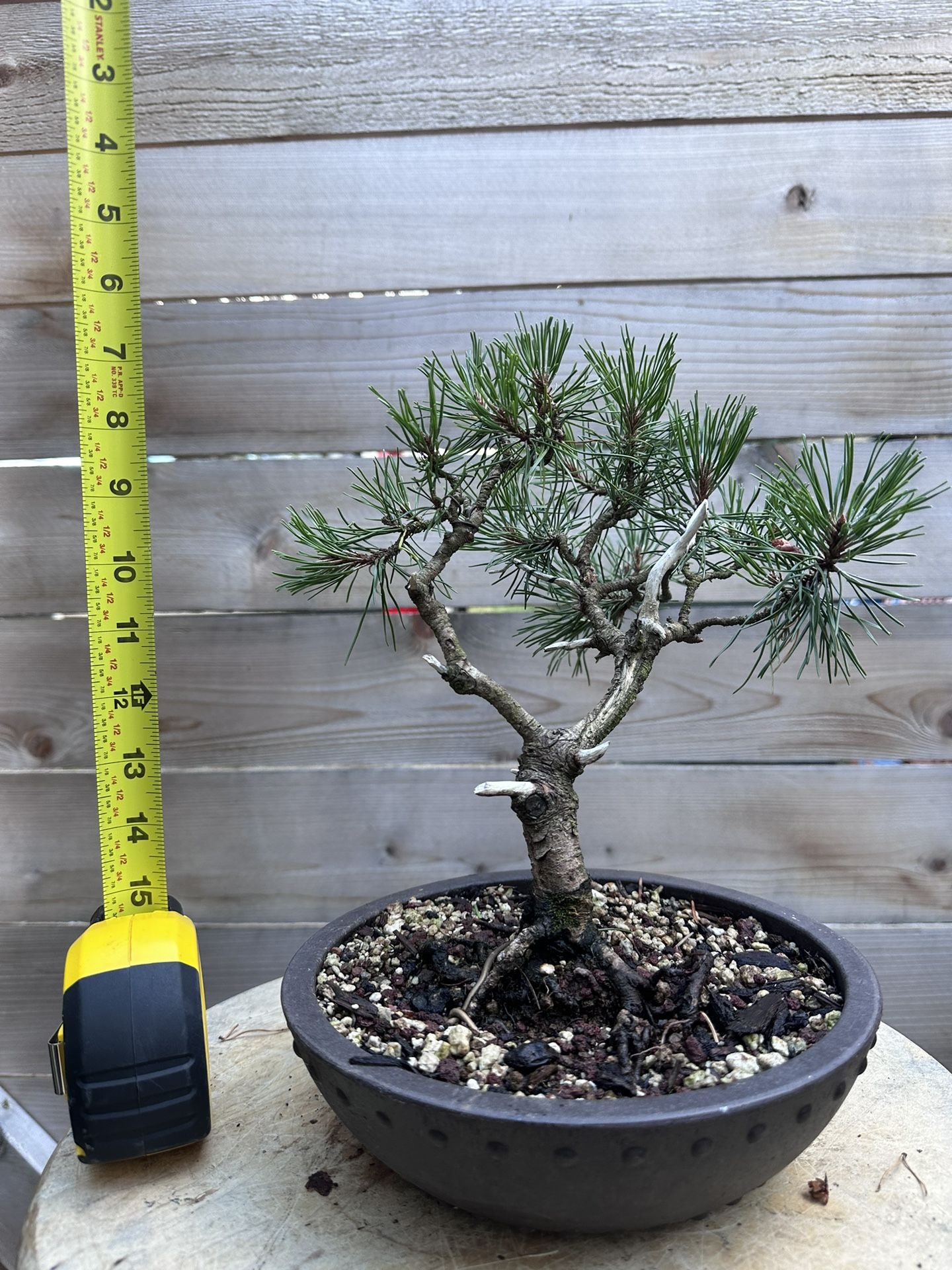 Mugo Pine Bonsai In Mica Drum Pot