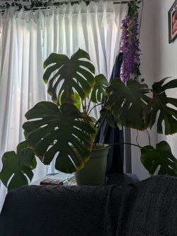 Monstera plant