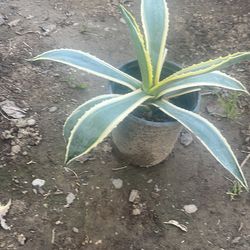 Agave
