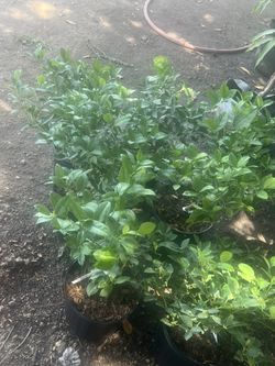 Key Lime Fruit Trees