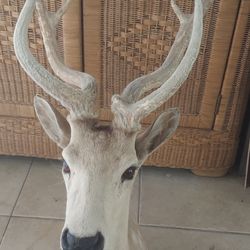 White Fallow Deer Mount RARE