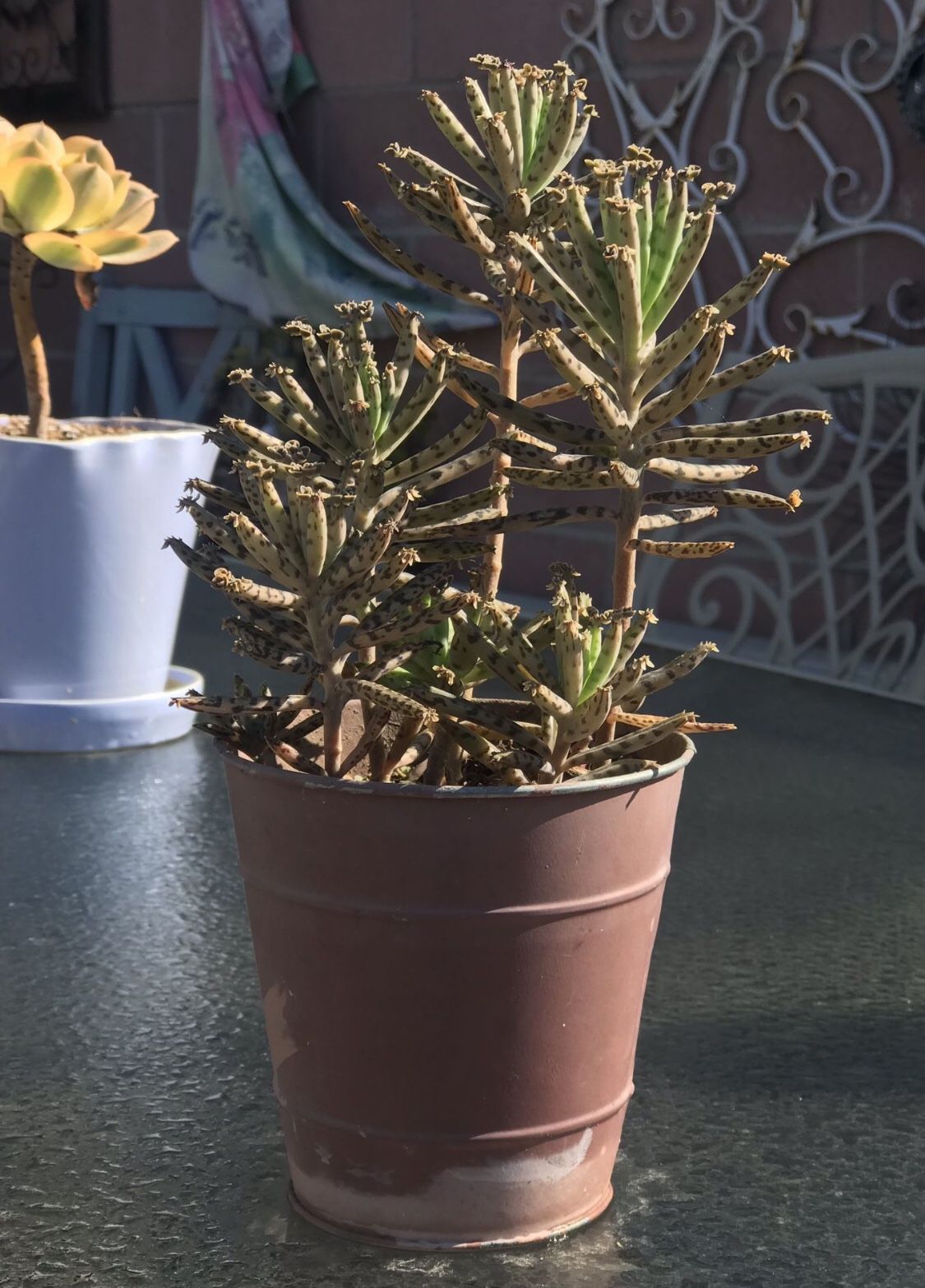 $5 Mother Of Millions Succulent