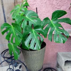 Hermosa Monstera
