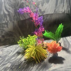 Plants For Fish Tank 