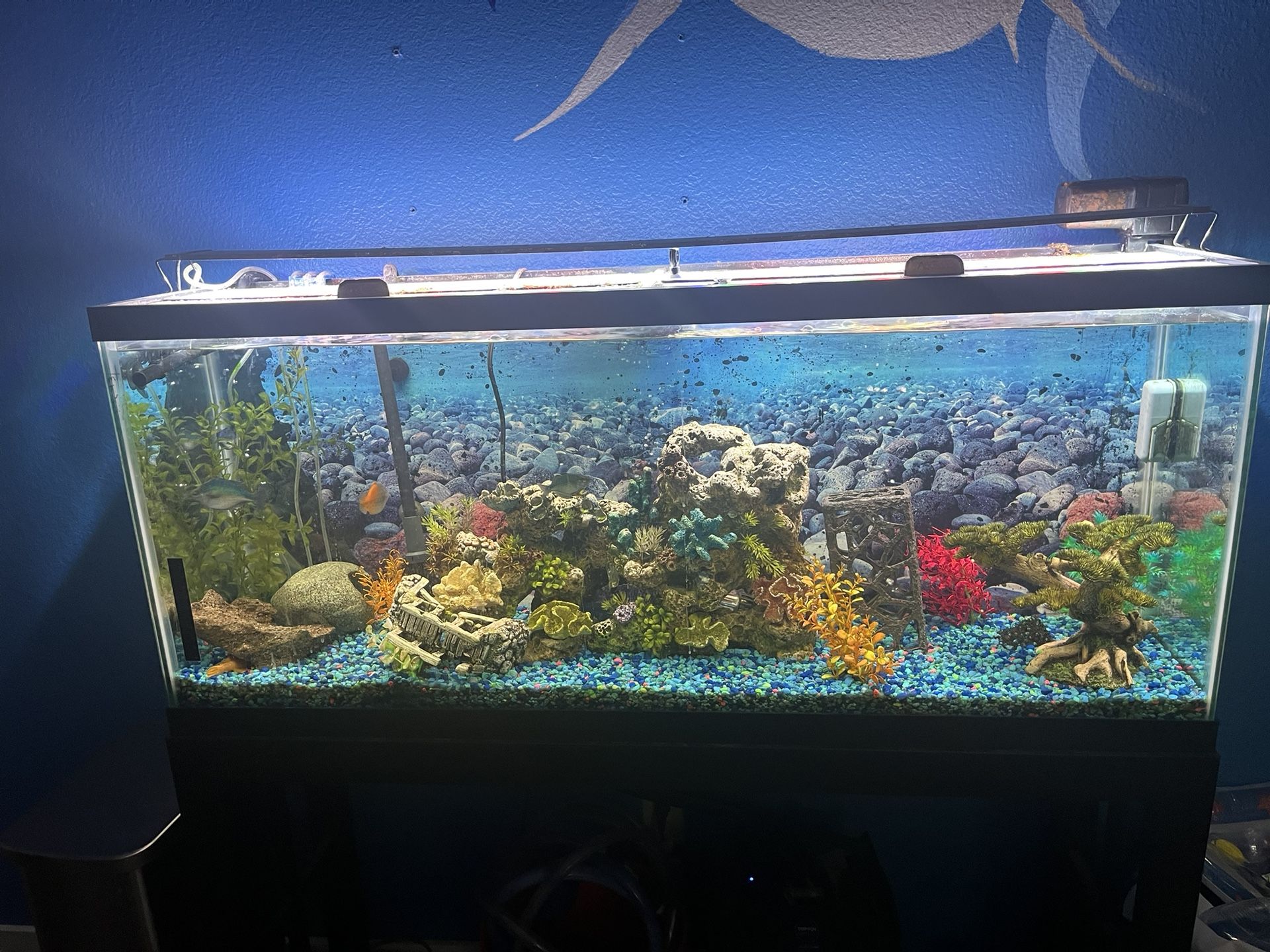 50 Gallon Fish Tank And Stand