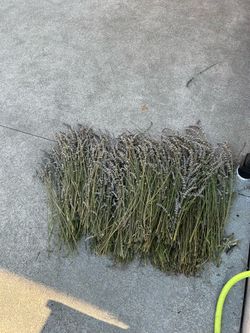 Free Dried Lavendar