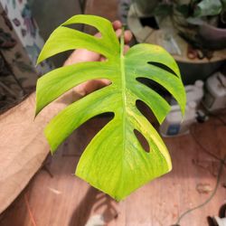 Monstera Aurea Marmorata 