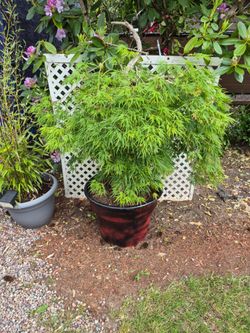 Large Japanese maple