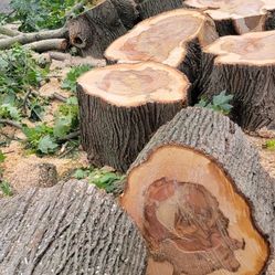 Free Woods  Today Elgin 