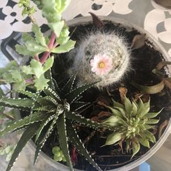 Variety Of Succulents