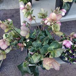 Plantas De Venta 