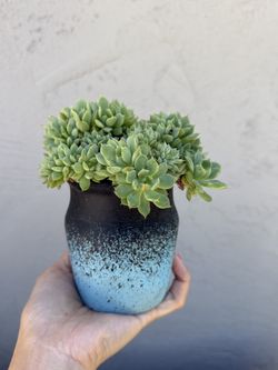 Succulents In pot