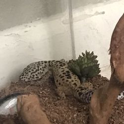 Lizard Gecko Leopard 