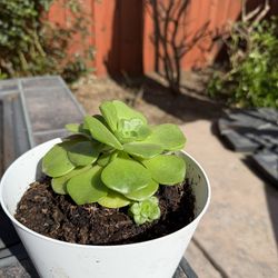 Irish rose succulent