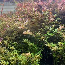 Rotala 