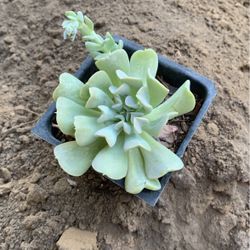 Suculenta